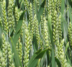 Яровая пшеница Тризо