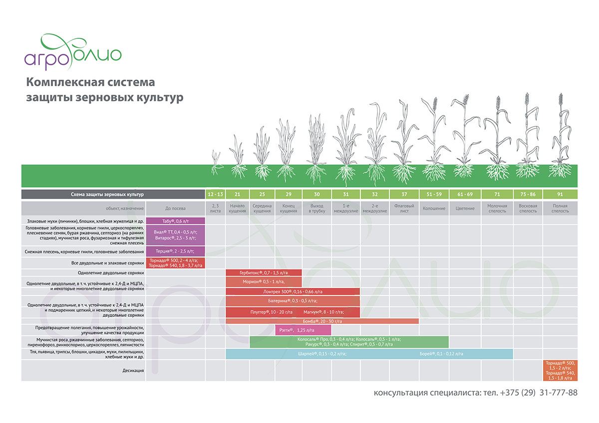 Схема защиты пшеницы озимой