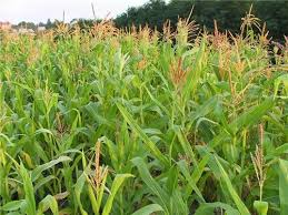 Семена кукурузы краснодарский 194