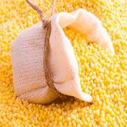 Семена кукурузы росс 199МВ