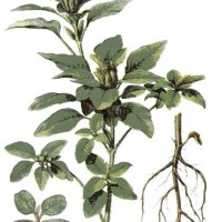  Amaranthus retroflexus L.