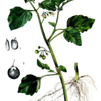  Solanum nigrum L.