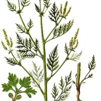  Ambrosia artemisiifolia L.