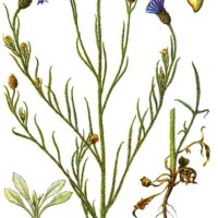  Centaurea cyanus L.