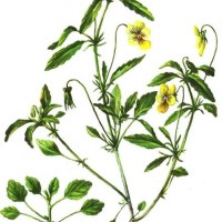  Viola arvensis M.
