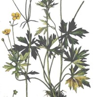  Ranunculus acris L.