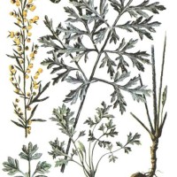  Artemisia absinthium L.
