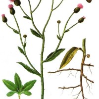  Cirsium arvense L.