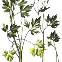  Ranunculus repens L.