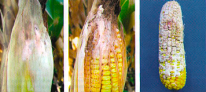 Фузариоз кукурузы