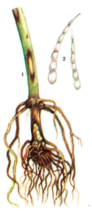  Cercosporella herpotrichoides Fron.