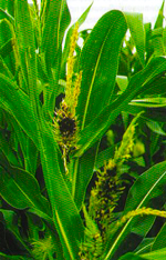 Головня кукурузы пыльная