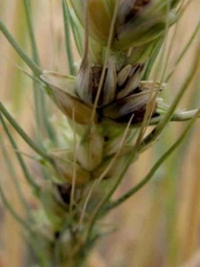 Головня пшеницы карликовая