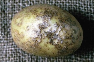 Парша картофеля бугорчатая