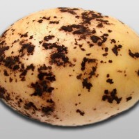 Парша картофеля черная_2