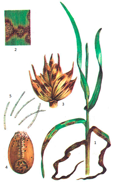 Септориоз пшеницы - Агрофолио