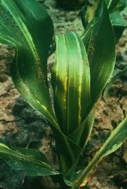 Увядание кукурузы бактериальное