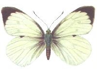  Large white butterfly