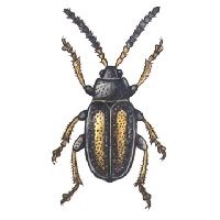  Striped flea beetle