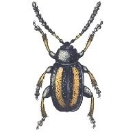  Small striped flea beetle